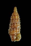 Cerithiopsis pulchresculpta